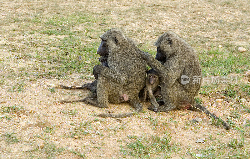 Olive Baboons grooming